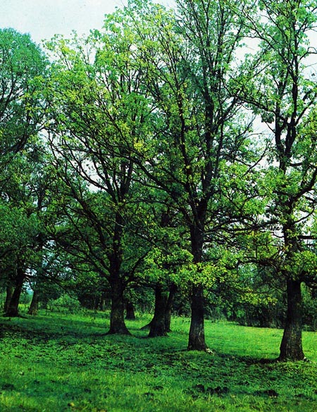 Дуб — крупное листопадное дерево высотой до 40 м с мощной корневой системой и ветвистой кроной