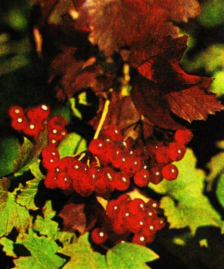 Кусты калины осенью очень декоративны — ярко-красные блестящие сочные плоды так соблазнительны!