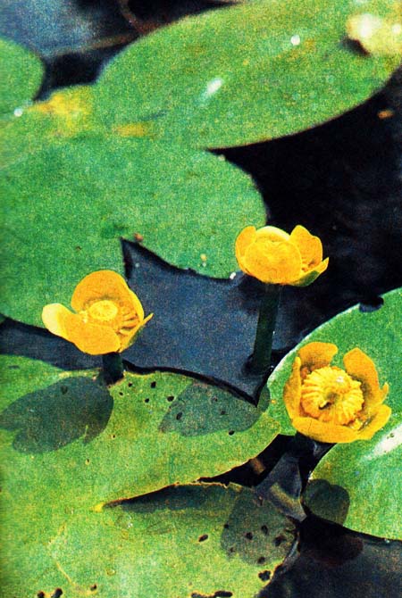 Кубышка желтая-водное многолетнее растение с красивыми сердцевидно-овальными кожистыми листьями, плавающими на поверхности воды; у цветка вместо лепестков венчика — 5 желтых чашелистиков, а многочисленные лепестки похожи на тычинки
