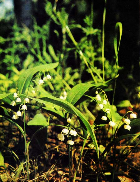 Спутник тенистых лесов — ландыш майский — близкий родственник прекрасной лилии и... огородного лука