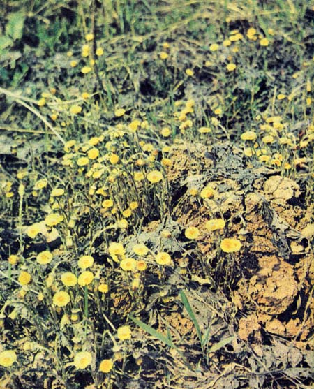 Весной золотисто-желтые соцветия мать-и-мачехи на коротких толстых, желтоватых стеблях первыми появляются на чуть оттаявших пригорках, южных склонах оврагов и канав