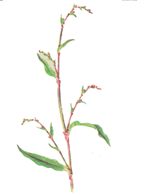 Водяной перец — однолетнее травянистое растение с красноватым узловатым стеблем, продолговато-ланцетными листьями и невзрачными зеленовато-розовыми цветками в редких повислых кистях
