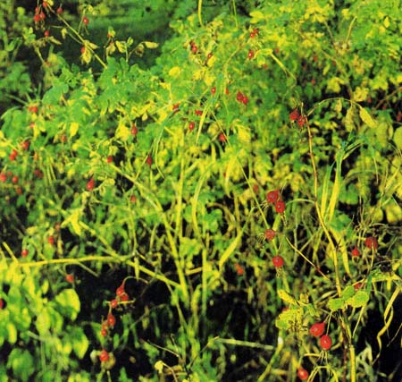 Шиповник — колючий кустарник из семейства розоцветных, с медицинской целью используют его плоды — для этого годится и шиповник коричный, и шиповник иглистый, и морщинистый, и собачий