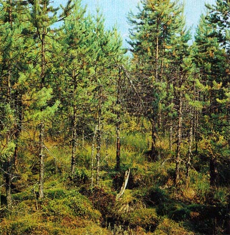 В сосновом лесу можно найти бруснику и толокнянку, чернику и багульник