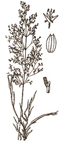 Agrostis alba — Полевица белая