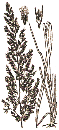 Calamagrostis Epigeics  —  Вейник наземный
