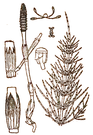  Equisetum arvense — Хвощ полевой