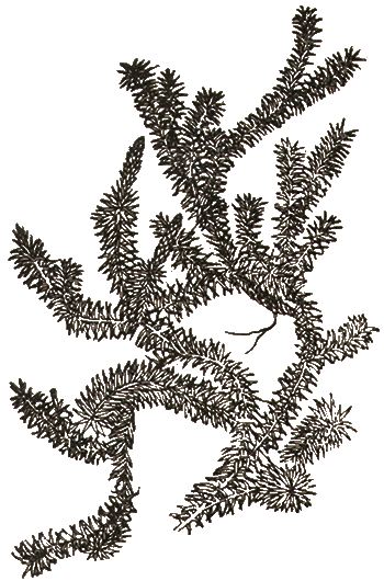 Lycopodium annotinum — Плаун, болотная можжуха.